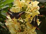 Papillons