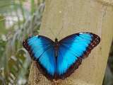 Le Carbet Amazonien_Velleron