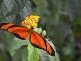 Le Carbet Amazonien_Velleron