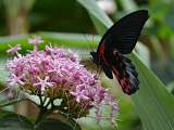 Le Carbet Amazonien_Velleron