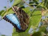 Le Carbet Amazonien_Velleron