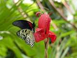 Le Carbet Amazonien_Velleron