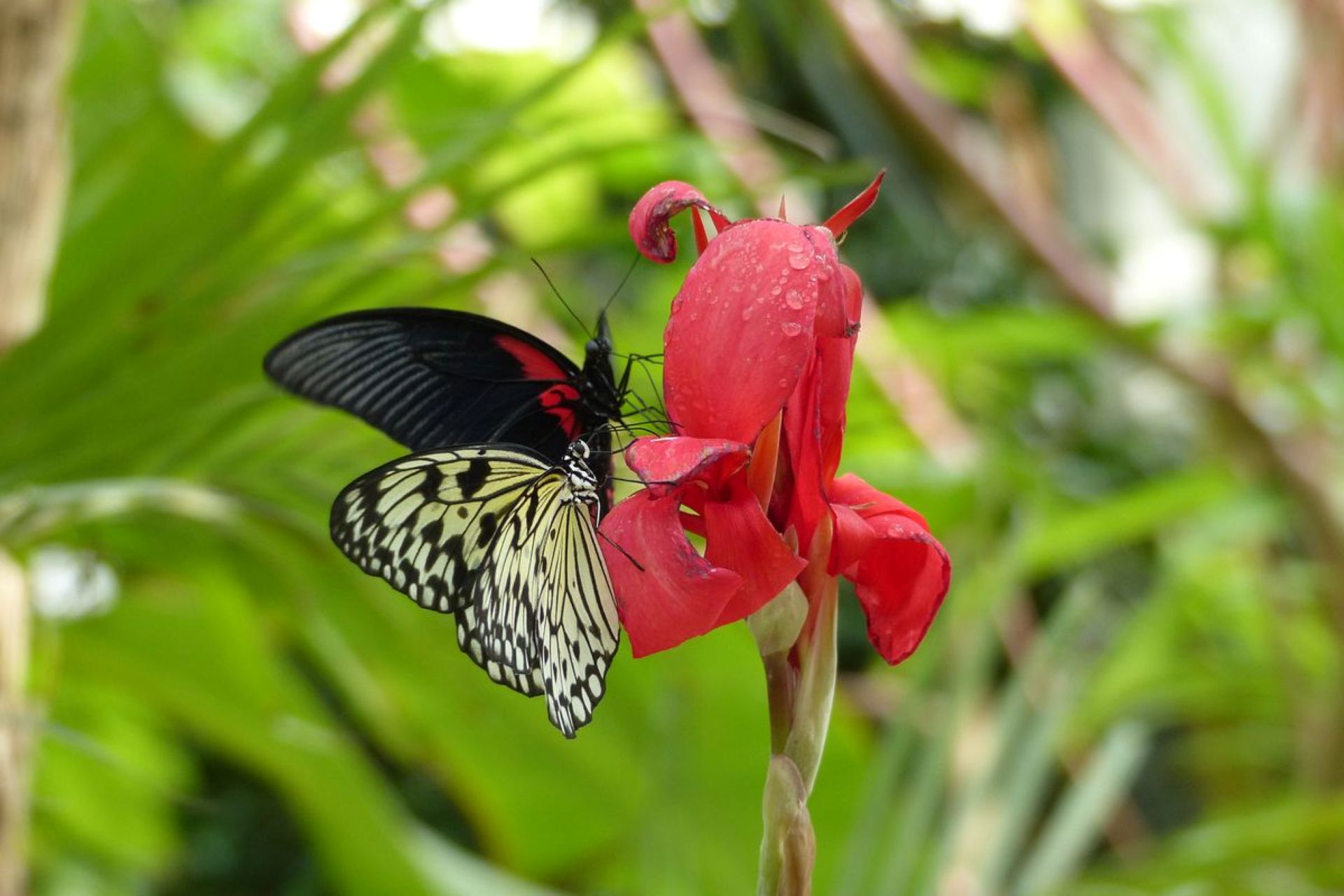 Deux papillons sont posés sur une fleur rouge : l'un est principalement noir avec des touches de rouge, l'autre est blanc et noir.