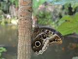 Le Carbet Amazonien_Velleron