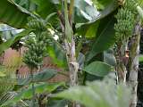 Le Carbet Amazonien_Velleron