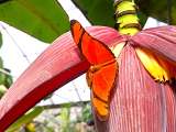Le Carbet Amazonien_Velleron