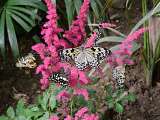 Le Carbet Amazonien_Velleron
