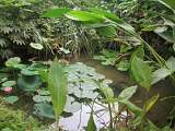 Le Carbet Amazonien_Velleron