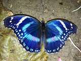 Le Carbet Amazonien_Velleron