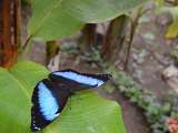 Le Carbet Amazonien_Velleron