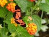 Le Carbet Amazonien_Velleron