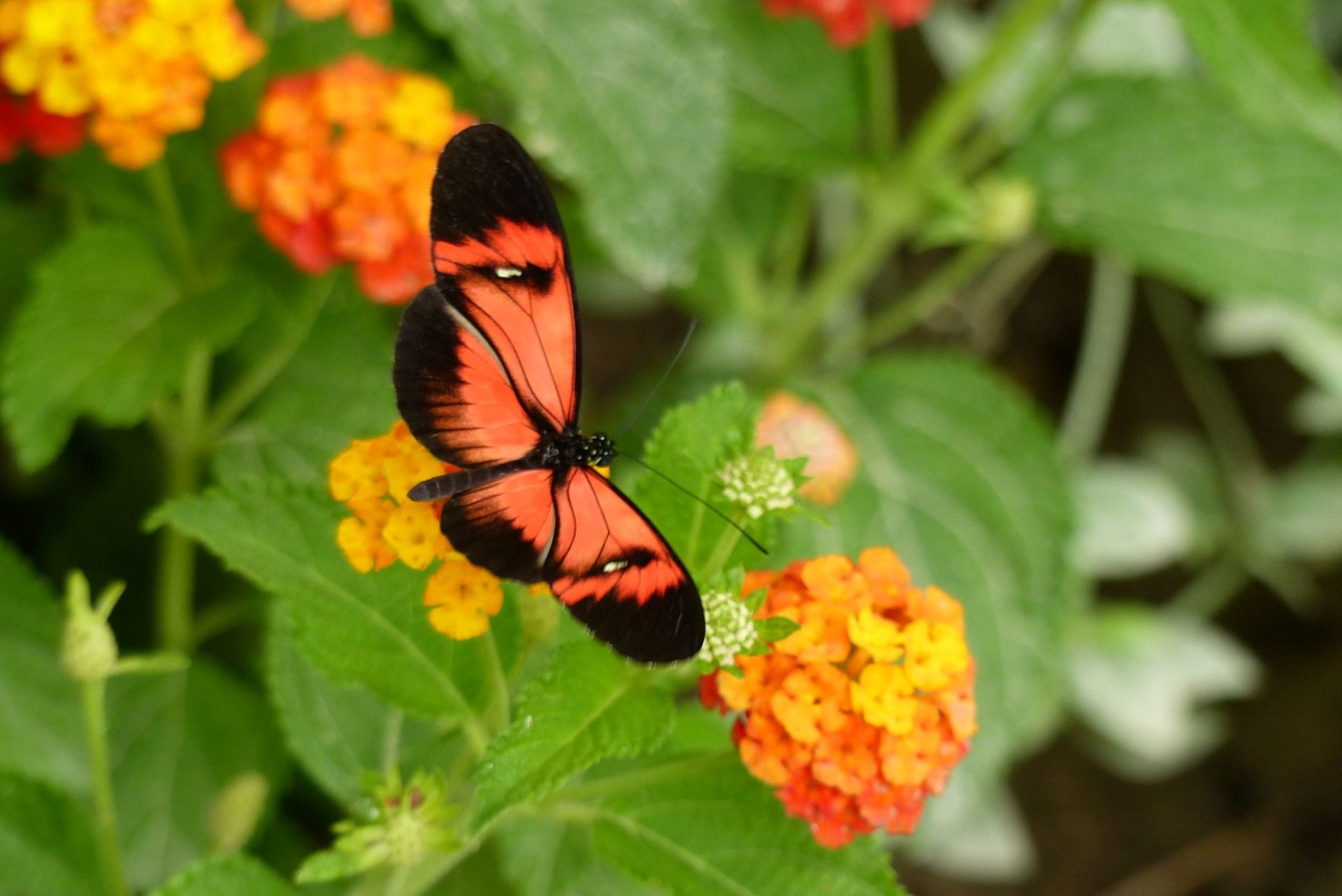 Un papillon aux ailes noires et orange vif est posé sur une fleur orange et jaune, entouré de feuilles vertes.