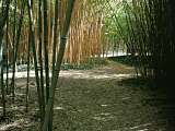 Bambous en Provence_Eyragues
