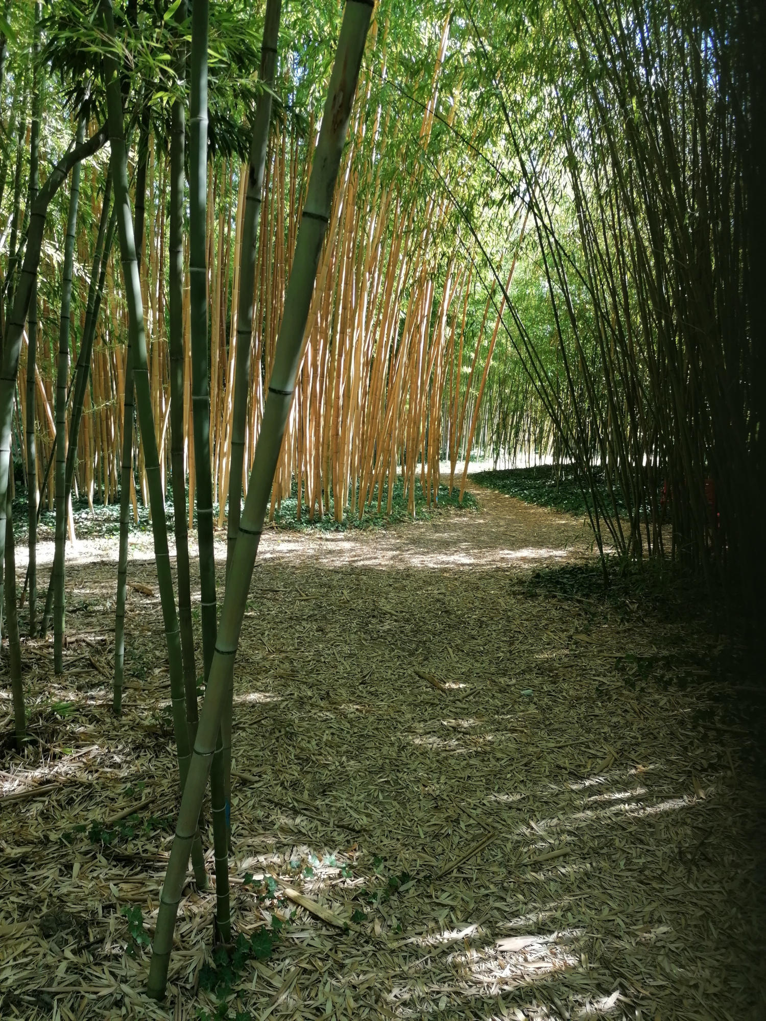 Un chemin tapissé de feuilles de bambou mortes traverse une forêt dense de bambous verts, avec un groupe de bambous plus clairs et jaunes au centre de l'image.