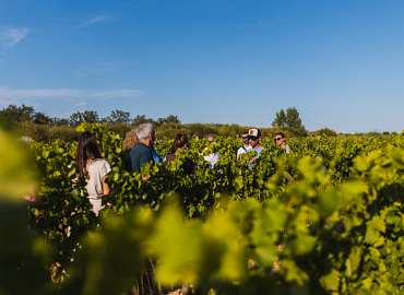 Sunsets Vignerons Luberon