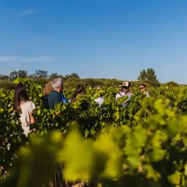 Sunsets Vignerons Luberon
