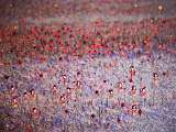 Printemps des Geishas