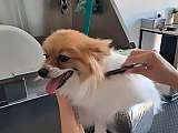 Chien