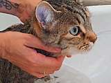 Chat
