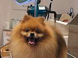 Chien