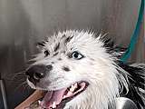 Chien