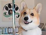 Chien