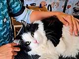 Chat