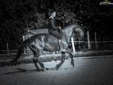 Équitation en liberté