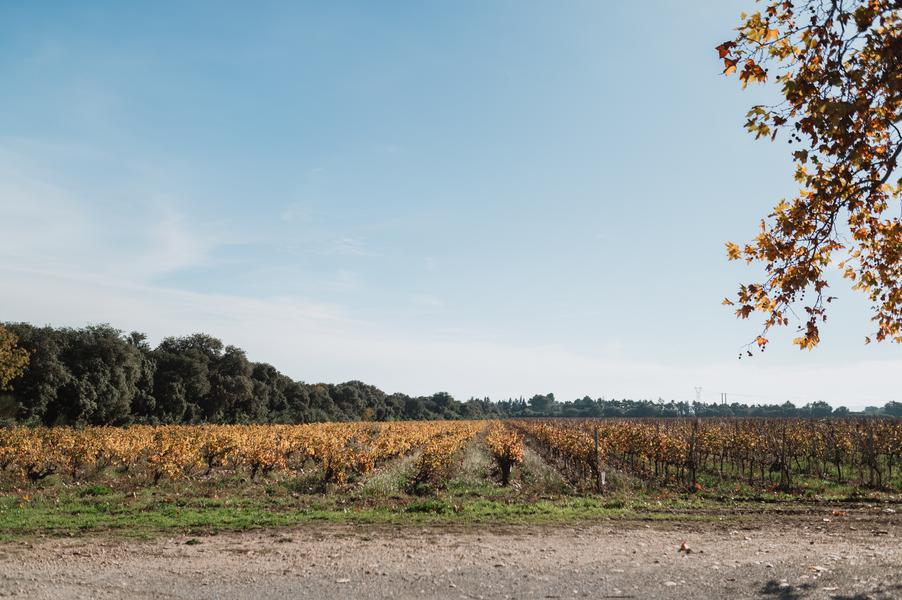Vignes à Châteauneuf de Gadagne le Clos des Saumanes 