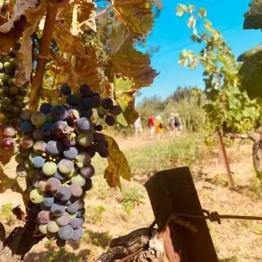 Nature & Fantaisie(s) - Balade œnologique en domaine viticole