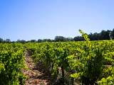 Séjours dans des vignobles