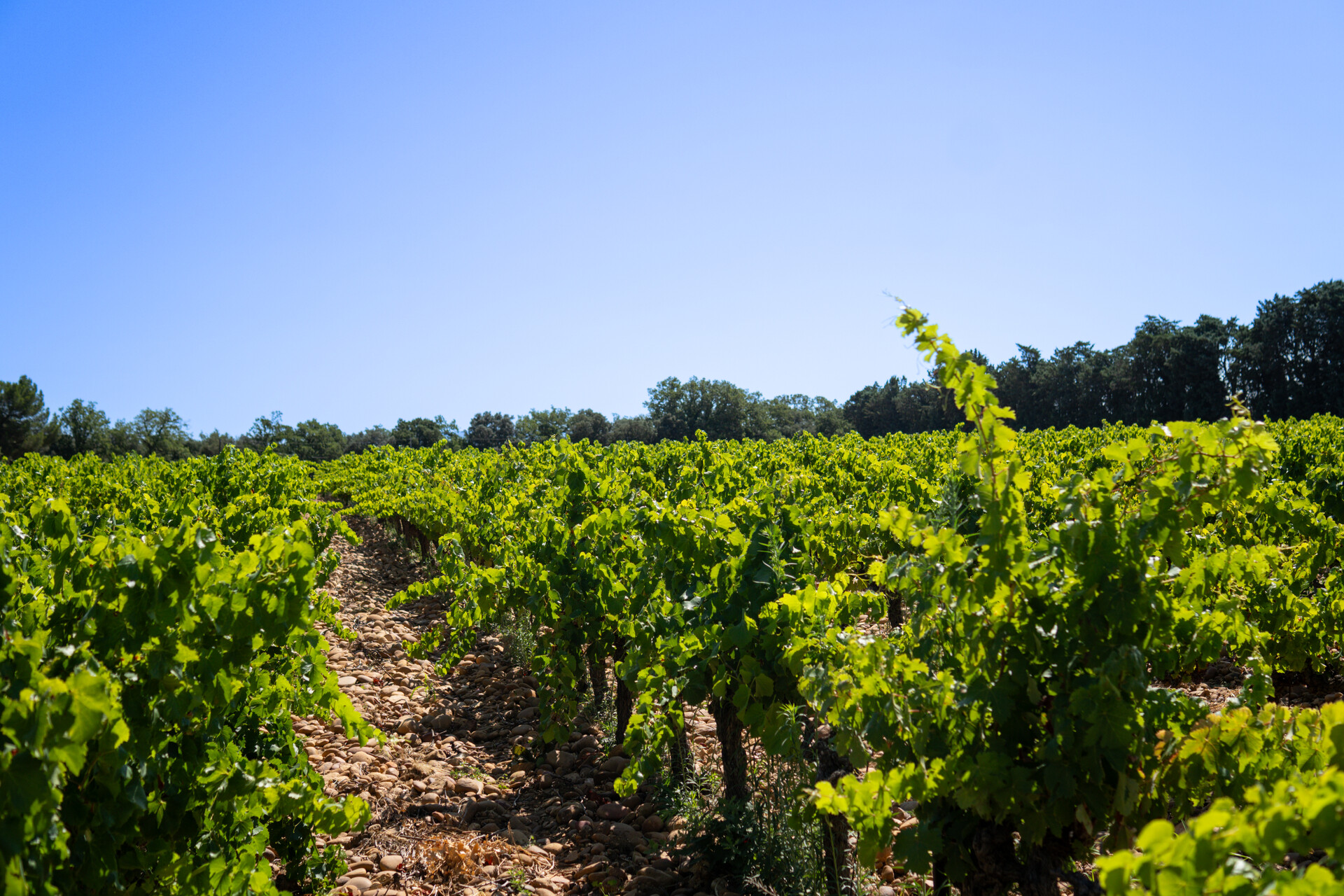 Des rangées de vignes parfaitement alignées s’étendent sous un ciel dégagé, illustrant un paysage viticole typique de Provence, baigné de lumière et propice à l’œnotourisme.