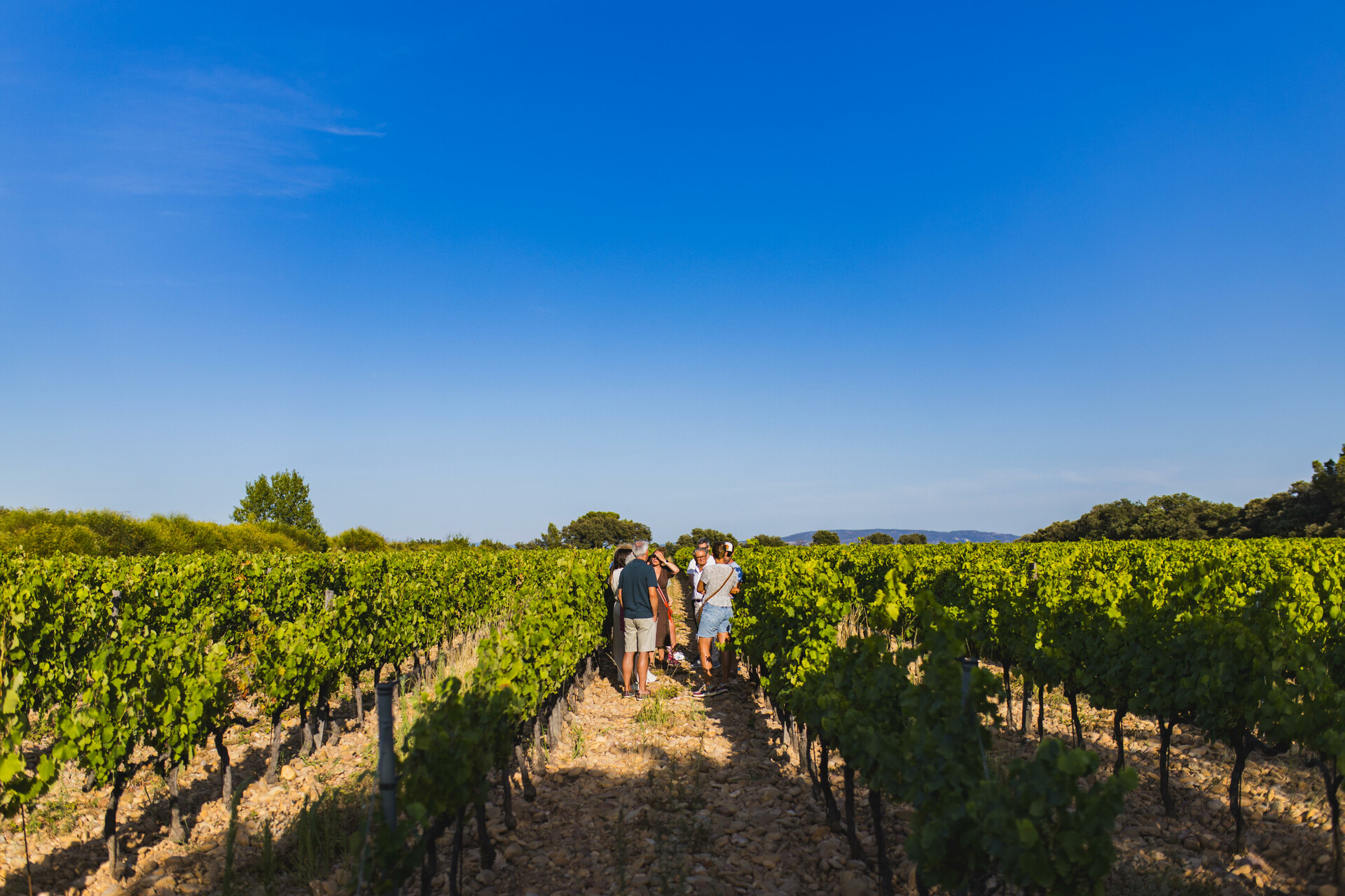 Image dans les vignes au domaine
