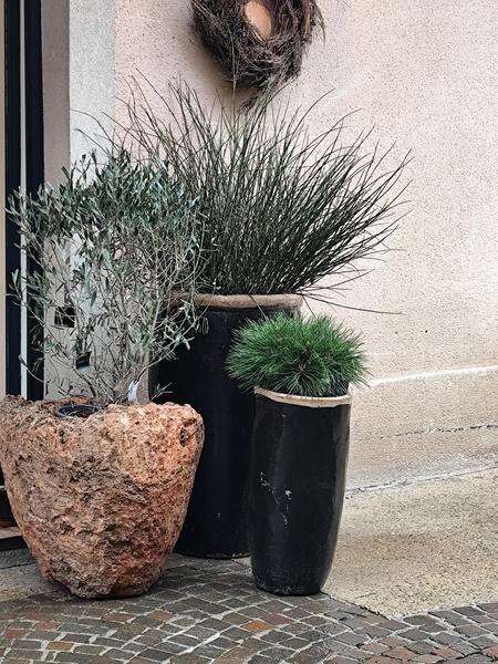 Trois plantes sont disposées devant une façade claire. Un olivier pousse dans un pot en pierre brute, tandis que deux végétaux aux formes graphiques sont placés dans de hauts pots noirs. Les différentes textures — pierre, céramique, feuillage et mur minéral — composent un décor extérieur naturel et contemporain.