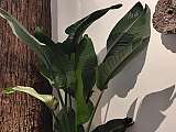 Maison NP bois et plante
