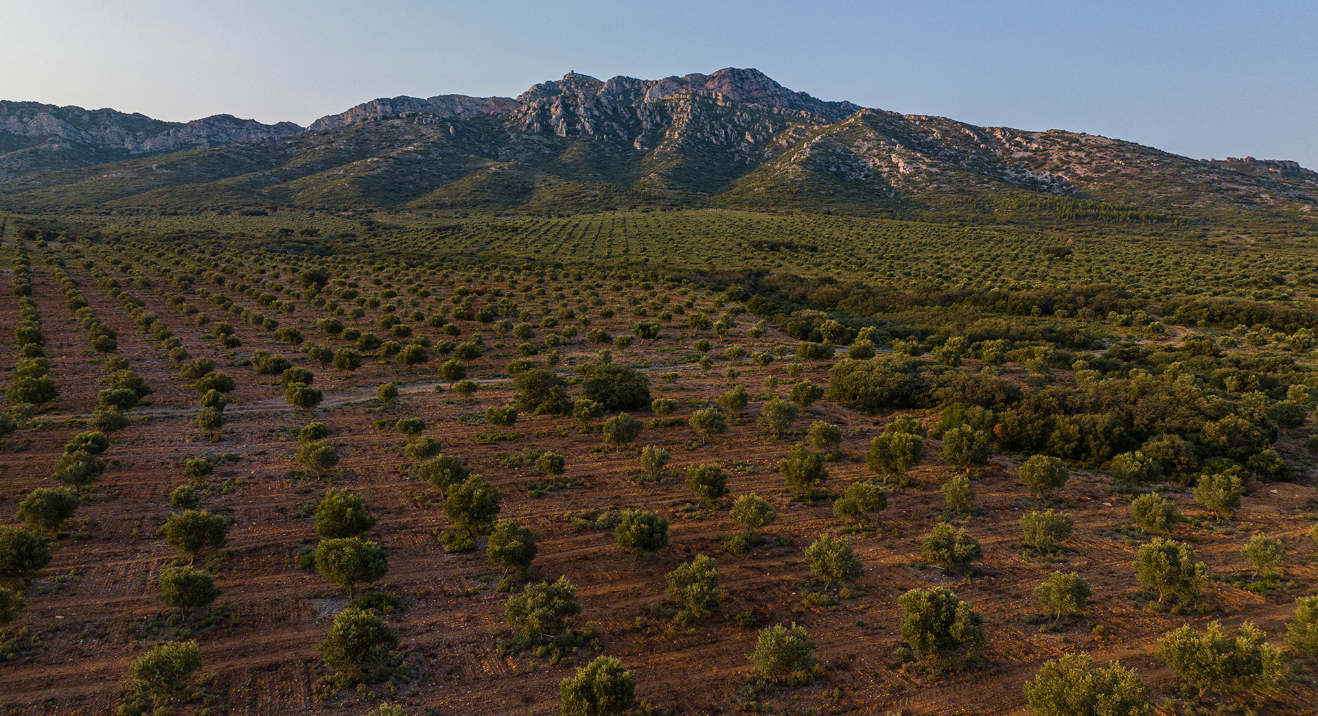 Une vue panoramique sur les oliveraies du Domaine Jòlibois, étendues au pied des Alpilles. Les rangées d’oliviers dessinent le paysage provençal dans une lumière chaleureuse, entre nature préservée et terroir d’exception.
