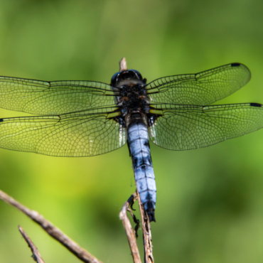 Balade et découverte naturaliste