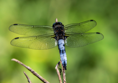 Balade et découverte naturaliste