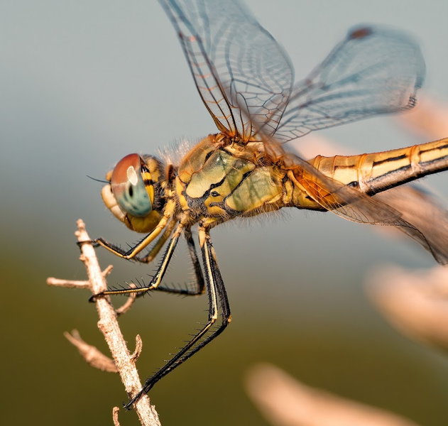 Gros plan d’une libellule posée sur une branche, mettant en valeur les détails des ailes et des textures dans une lumière douce et naturelle.