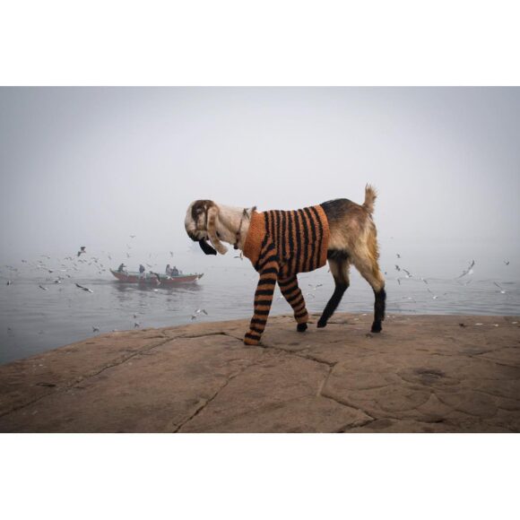 Sur une berge enveloppée de brume, une chèvre vêtue d’un pull rayé orange et noir marche au premier plan face à un fleuve animé par quelques embarcations au loin. Le contraste entre l’animal habillé et l’ambiance douce et minimaliste du décor crée une scène à la fois insolite et poétique. La photographie joue sur l’humour, le décalage et l’observation du quotidien dans un contexte de voyage.