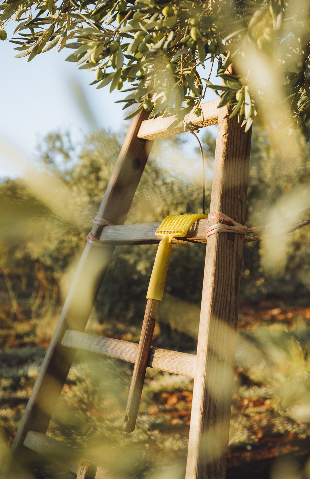On voit une échelle en bois posée sous un olivier, dans un champ baigné de soleil. Les branches chargées de petites olives vertes entourent l’image et créent une sensation de nature enveloppante. Un outil jaune servant à récolter les olives est accroché à l’échelle. La lumière est chaude, douce, presque dorée, comme en fin d’après-midi. L’atmosphère évoque le calme, le travail manuel et la campagne provençale.