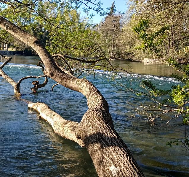 On voit une rivière aux eaux transparentes et légèrement turquoise, probablement la Sorgue. Au premier plan, un grand arbre penché traverse l’image en diagonale. Son tronc épais est couché au-dessus de l’eau et certaines branches plongent presque dans le courant. La lumière du soleil éclaire l’écorce claire et texturée de l’arbre.