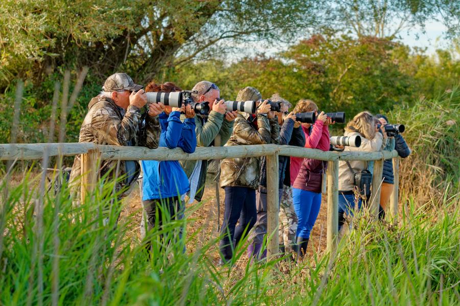 Cette photo montre un groupe de personnes en plein air, probablement des photographes amateurs ou professionnels, alignées derrière une barrière en bois. On les voit tenant de grands appareils photo équipés de téléobjectifs, tous pointés dans la même direction, comme s'ils observaient ou photographiaient un sujet situé hors champ. Les longues focales suggèrent qu'ils photographient peut-être des oiseaux, des animaux sauvages ou un événement se déroulant à distance. L'environnement est naturel : de hautes herbes occupent le premier plan, tandis que des arbres et une végétation dense forment l'arrière-plan. La lumière douce et dorée indique possiblement le début de la matinée ou la fin de l'après-midi, des moments appréciés des photographes pour la qualité de la lumière. L'ambiance générale évoque une sortie d'observation de la faune ou un atelier de photographie en nature. Les participants semblent concentrés et attentifs, chacun essayant de capturer le meilleur cliché possible.