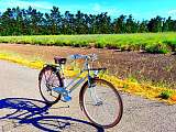 Les Cycles d’Antan_L'Isle-sur-la-Sorgue