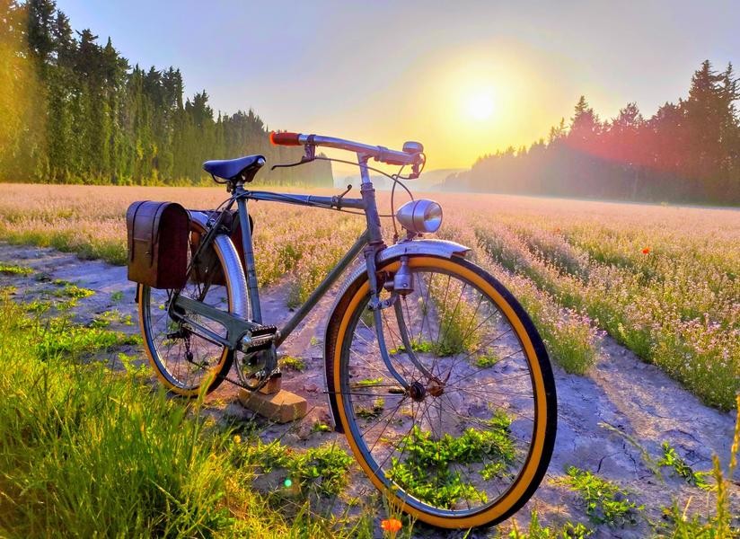La photo montre un **vélo ancien** posé au bord d’un chemin, au milieu d’un vaste champ fleuri. Le vélo, équipé d’une sacoche en cuir à l’arrière et d’un grand phare à l’avant, occupe le premier plan.  À l’arrière-plan, une forêt borde le champ. Le soleil, bas dans le ciel, diffuse une lumière dorée qui illumine les fleurs et crée une atmosphère chaleureuse et paisible. L’ensemble évoque une promenade à vélo à la campagne, au lever ou au coucher du soleil.