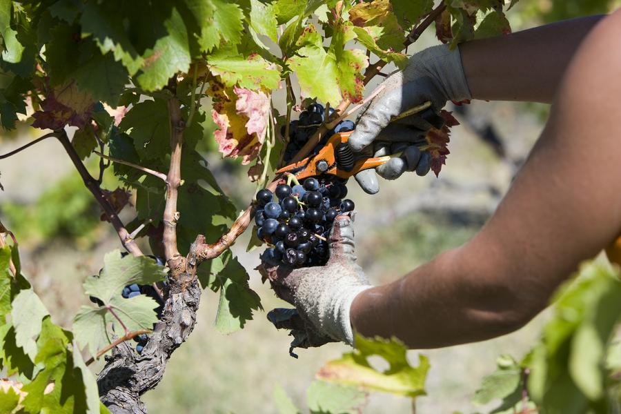 Un vendangeur récolte à la main une grappe de raisins noirs parfaitement mûrs au cœur des vignes. Ce geste précis illustre le savoir-faire viticole et l'attention portée à la qualité des raisins avant leur transformation en vin.