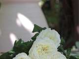 Atelier Provence VB- Fleuriste - L'Isle sur la sorgue