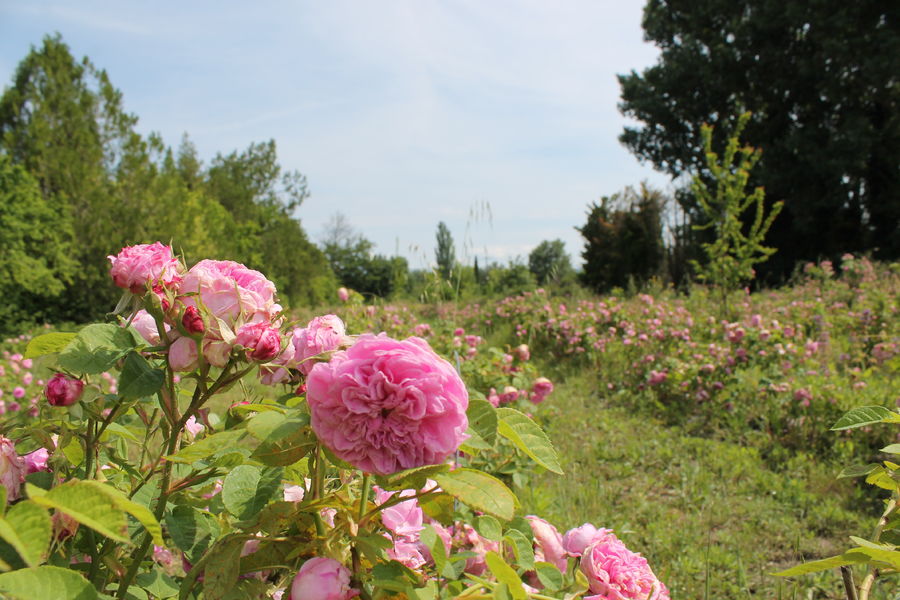 Jardin de la rose 