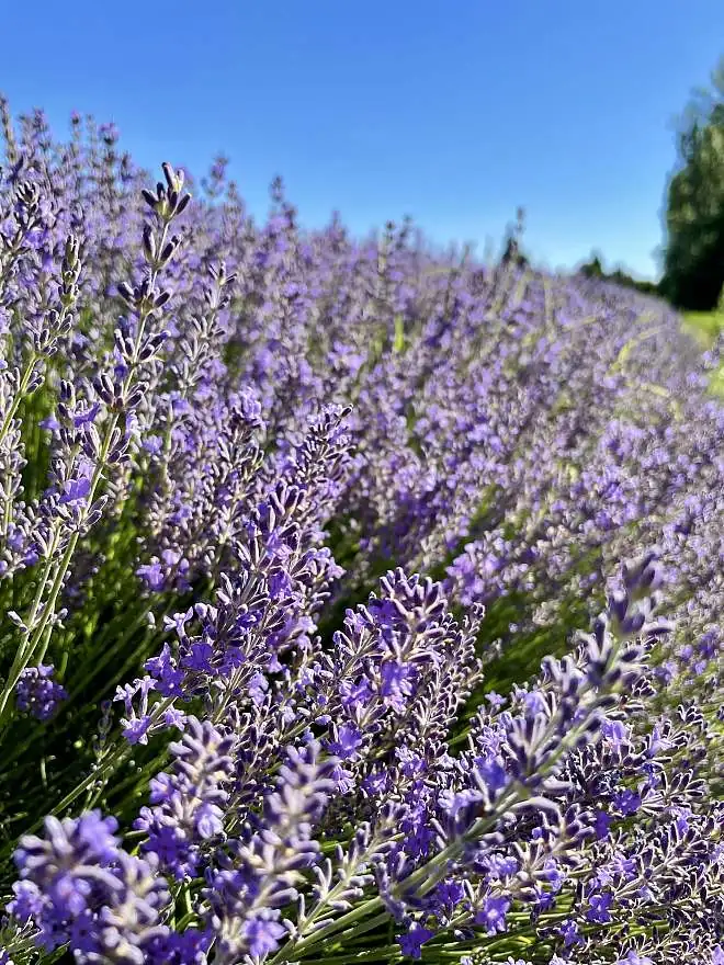 Les champs de lavande en Provence