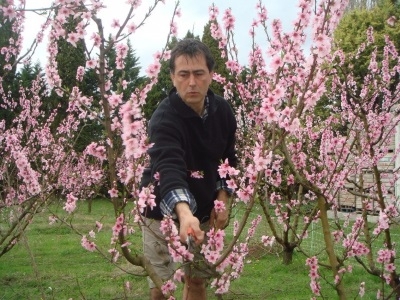 un homme avec une pince coupante entretient des cerisiers en fleurs